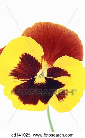 Violet (Viola sp. ) View Large Photo Image Stock Photography - Violet (Viola sp. ). Fotosearch