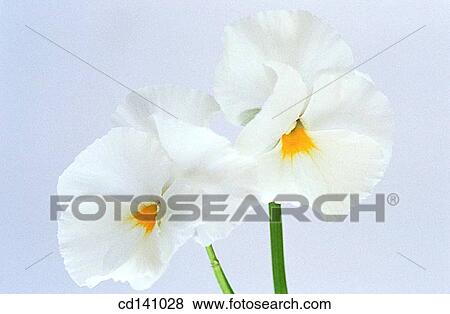 Violets (Viola sp. ) View Large Photo Image Stock Photo - Violets (Viola sp. ). Fotosearch