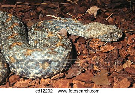 Stock Image - Viper (Vipera lebetina turanica). Fotosearch