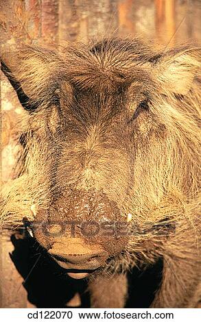 Warthog (Phacochoerus aethiopicus) View Large Photo Image Stock Image - Warthog (Phacochoerus aethiopicus). Fotosearch