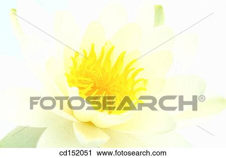 Water Lily, Nymphaea hybr. View Large Photo Image Stock Image - Water Lily, Nymphaea hybr.. Fotosearch