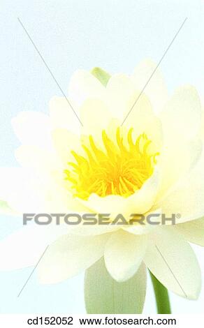 Stock Image - Water Lily, Nymphaea hybr.. Fotosearch