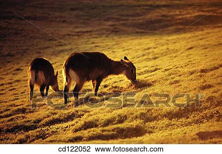 Stock Image - Waterbucks (Kobus sp. ). Fotosearch