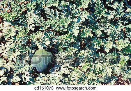 Watermelon View Large Photo Image Stock Image - Watermelon. Fotosearch