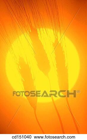 Wheat View Large Photo Image Stock Image - Wheat. Fotosearch
