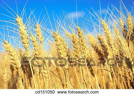 Stock Image - Wheat. Fotosearch