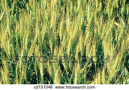 Wheat View Large Photo Image Stock Photograph - Wheat. Fotosearch