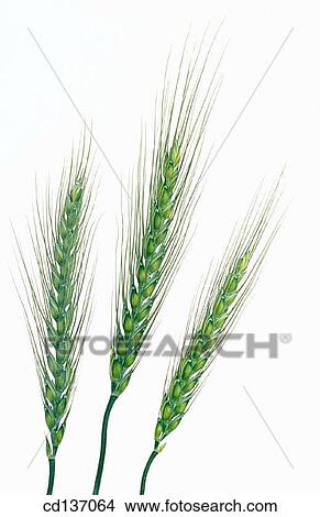 Wheat (Triticum vulgare) View Large Photo Image Picture - Wheat (Triticum vulgare). Fotosearch