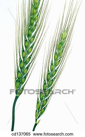 Stock Photography - Wheat (Triticum vulgare). Fotosearch