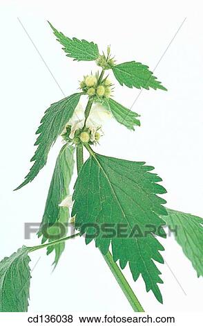 White Dead-Nettle (Lamium album) View Large Photo Image Stock Photo - White Dead-Nettle (Lamium album). Fotosearch