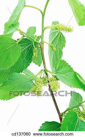 White Mulberry (Morus alba) View Large Photo Image Stock Image - White Mulberry (Morus alba). Fotosearch