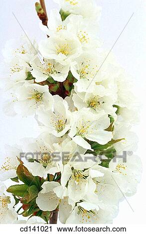 Wild Cherry (Prunus avium) View Large Photo Image Stock Image - Wild Cherry (Prunus avium). Fotosearch