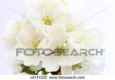 Wild Cherry (Prunus avium) View Large Photo Image Stock Image - Wild Cherry (Prunus avium). Fotosearch