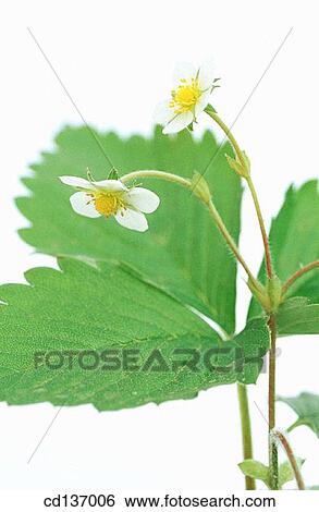Stock Photograph - Wild Strawberry (Fragaria vesca). Fotosearch