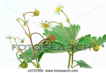 Stock Photography - Wild Strawberry (Fragaria vesca). Fotosearch