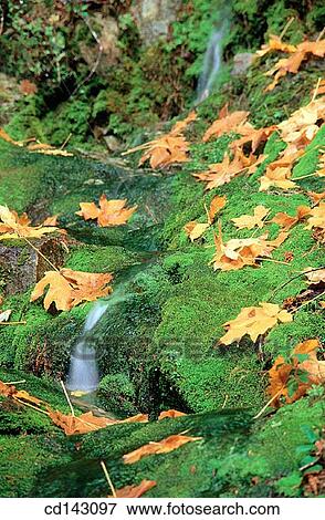 Willamette National Forest. Oregon. USA View Large Photo Image Stock Photo - Willamette National Forest. Oregon. USA. Fotosearch