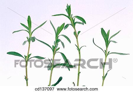 Stock Photo - Winter Savory (Satureja montana). Fotosearch