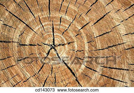 Wood View Large Photo Image Stock Image - Wood. Fotosearch