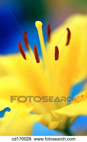 Yellow lily (Lilium hybr. ) View Large Photo Image Stock Photo - Yellow lily (Lilium hybr. ). Fotosearch