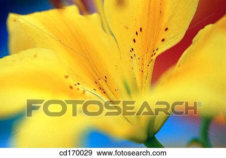 Yellow lily (Lilium hybr. ) View Large Photo Image Stock Photo - Yellow lily (Lilium hybr. ). Fotosearch
