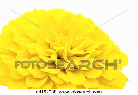 Zinnia hybr. View Large Photo Image Stock Photo - Zinnia hybr.. Fotosearch