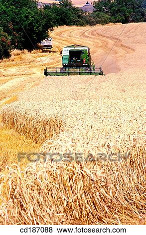 حصاد القمح ألبوم الصور Cd187088 Fotosearch