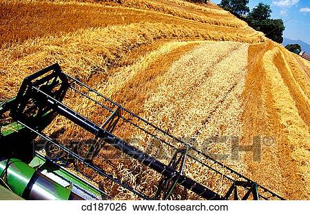 حصاد القمح معرض الفوتوغراف Cd187026 Fotosearch