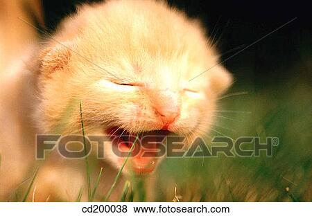 1 week old kitten View Large Photo Image Stock Photo - 1 week old kitten. Fotosearch