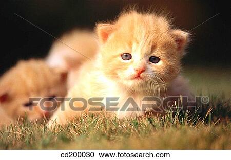 Stock Image - 1 week old kittens. Fotosearch