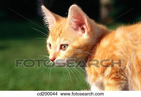 10 week old kitten View Large Photo Image Picture - 10 week old kitten. Fotosearch