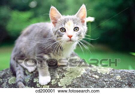10 week old kitten View Large Photo Image Stock Image - 10 week old kitten. Fotosearch