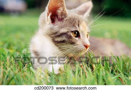 10 week old kitten View Large Photo Image Stock Image - 10 week old kitten. Fotosearch