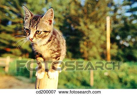 10 week old kitten View Large Photo Image Stock Photo - 10 week old kitten. Fotosearch