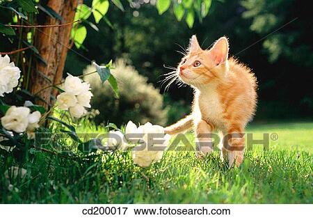 Stock Photo - 10 week old kitten. Fotosearch