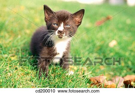4 week old kitten View Large Photo Image Stock Image - 4 week old kitten. Fotosearch