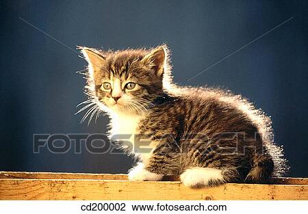 Stock Image - 5 week old kitten. Fotosearch