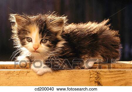 5 week old kitten View Large Photo Image Stock Image - 5 week old kitten. Fotosearch
