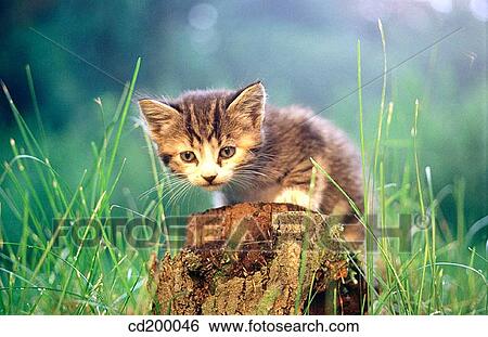 5 week old kitten View Large Photo Image Stock Photograph - 5 week old kitten. Fotosearch