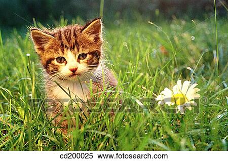 5 week old kitten View Large Photo Image Stock Photography - 5 week old kitten. Fotosearch