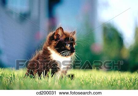 8 week old kitten View Large Photo Image Stock Image - 8 week old kitten. Fotosearch