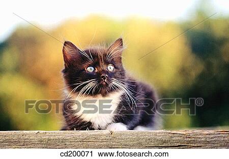 8 week old kitten View Large Photo Image Stock Image - 8 week old kitten. Fotosearch