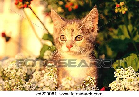 8 week old kitten View Large Photo Image Stock Image - 8 week old kitten. Fotosearch