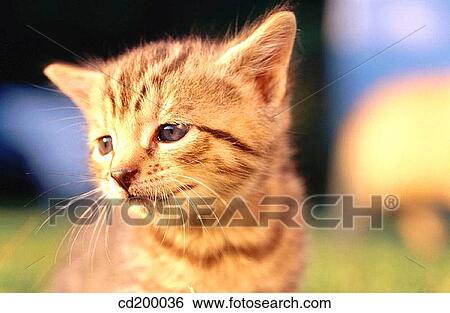 8 week old kitten View Large Photo Image Stock Photograph - 8 week old kitten. Fotosearch