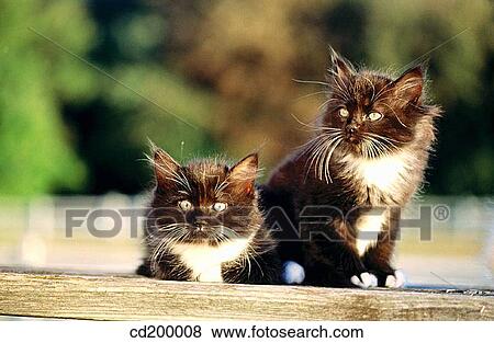 8 week old kittens View Large Photo Image Stock Photo - 8 week old kittens. Fotosearch