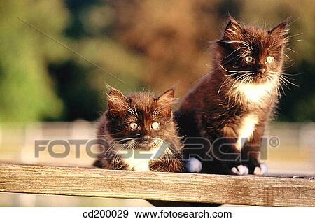 8 week old kittens View Large Photo Image Stock Photo - 8 week old kittens. Fotosearch