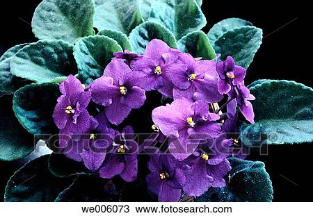 African violets (Saintpaulia ionantha) View Large Photo Image Stock Image - African violets (Saintpaulia ionantha). Fotosearch