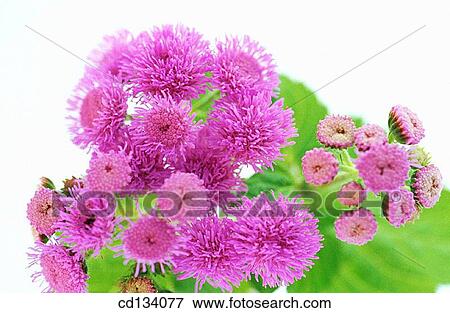 Ageratum sp. View Large Photo Image Stock Photo - Ageratum sp.. Fotosearch