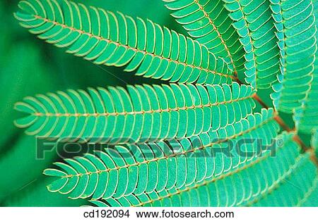 Albizzia julibrissin View Large Photo Image Picture - Albizzia julibrissin. Fotosearch