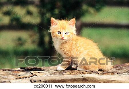 American short hair kitten View Large Photo Image Stock Image - American short hair kitten. Fotosearch