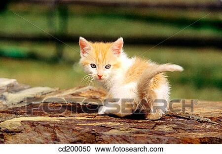 American short hair kitten View Large Photo Image Stock Image - American short hair kitten. Fotosearch